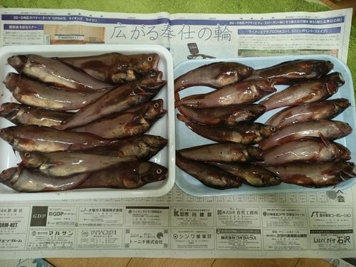 ドンコの釣果
