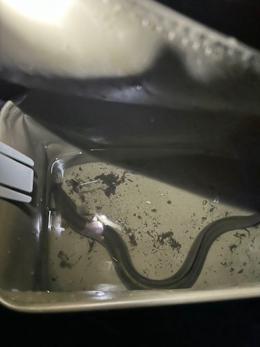ニゴイの釣果