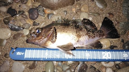 クロメバルの釣果