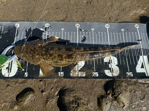 マゴチの釣果