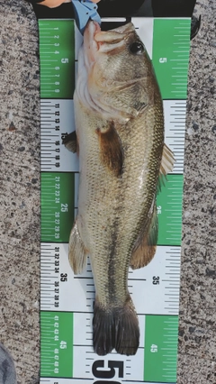 ラージマウスバスの釣果