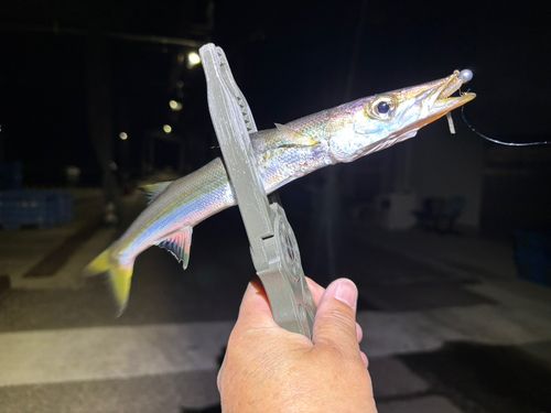 カマスの釣果