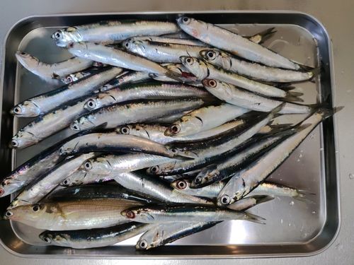 イワシの釣果