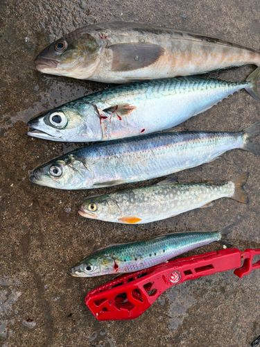 ホッケの釣果