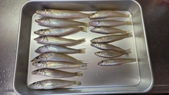 キスの釣果