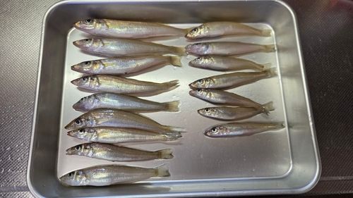 キスの釣果