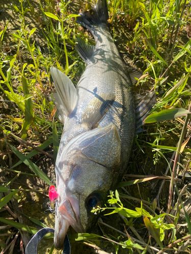 シーバスの釣果