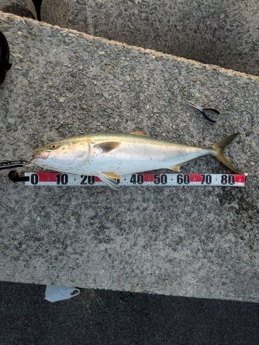 ブリの釣果