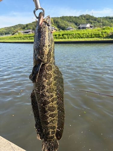 ライギョの釣果
