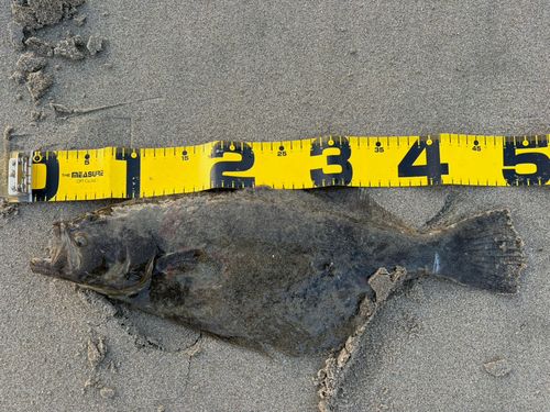 ヒラメの釣果