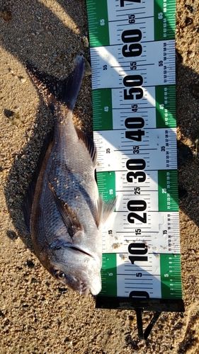 タイの釣果