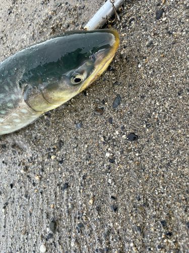 アメマスの釣果