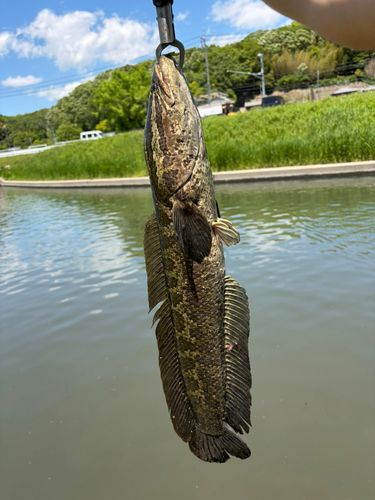 ライギョの釣果
