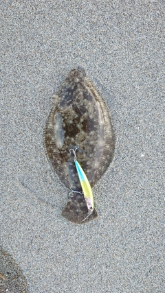 ソゲの釣果