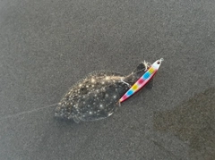 ソゲの釣果