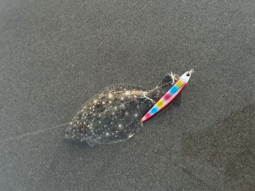 ソゲの釣果