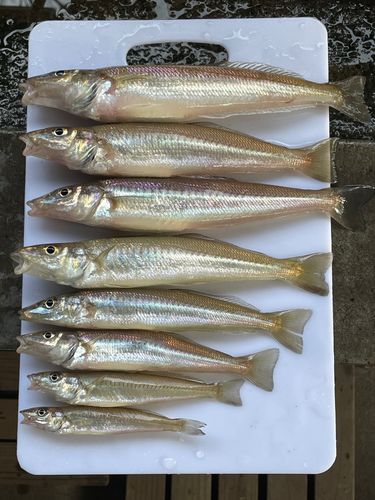 キスの釣果