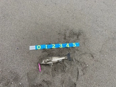 スズキの釣果