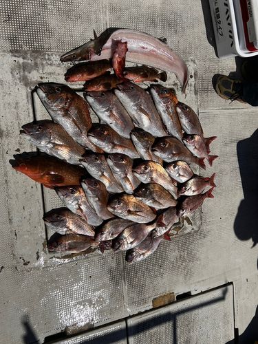 タイの釣果