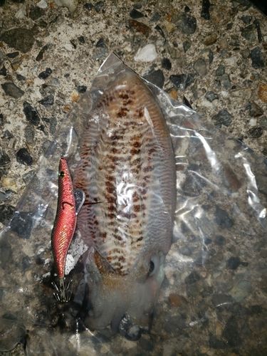 コウイカの釣果