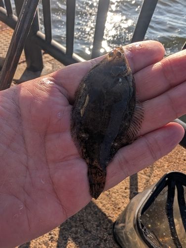 カレイの釣果