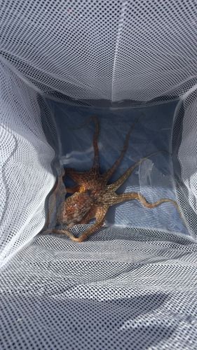 タコの釣果