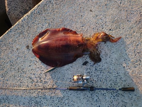 アオリイカの釣果