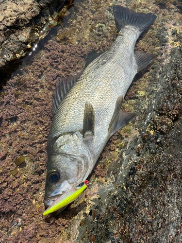 ヒラスズキの釣果