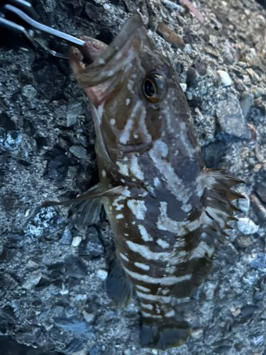 クエの釣果