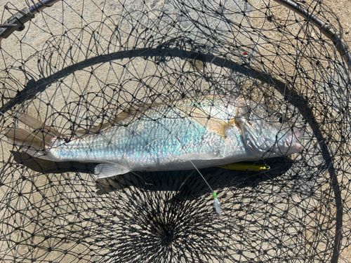 シログチの釣果