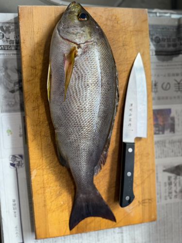 イサキの釣果