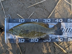 スモールマウスバスの釣果