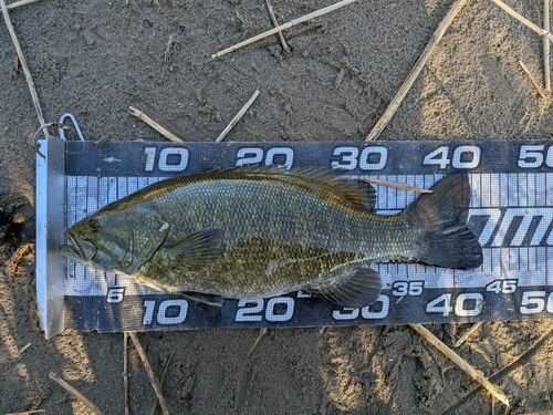 スモールマウスバスの釣果