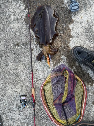 アオリイカの釣果