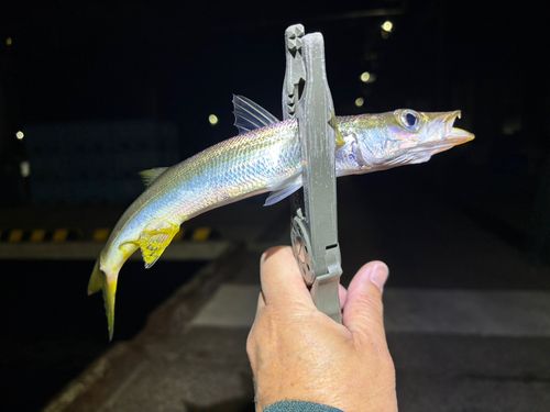 カマスの釣果