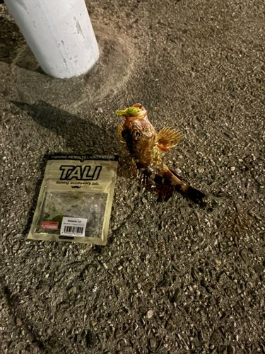カサゴの釣果