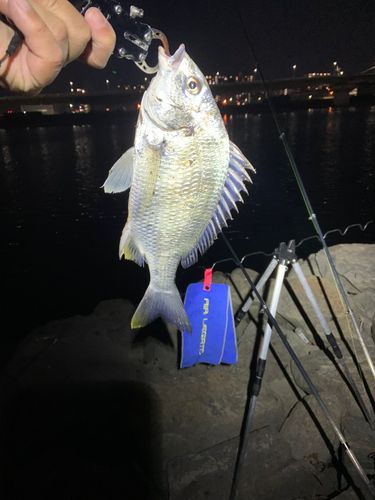 キビレの釣果