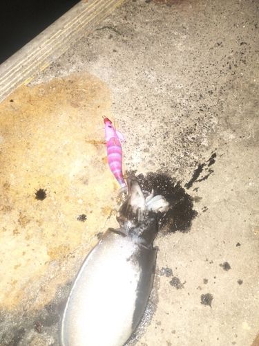 コウイカの釣果