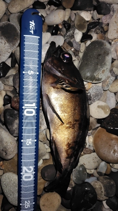 クロメバルの釣果