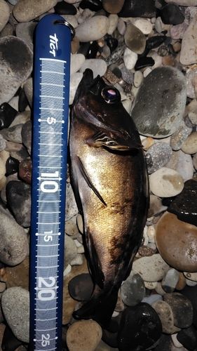 クロメバルの釣果