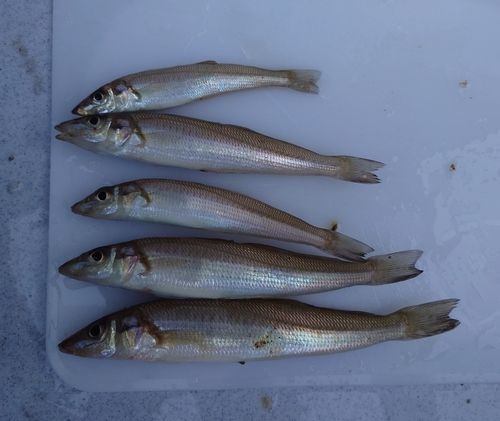 シロギスの釣果