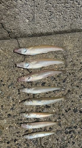 キスの釣果