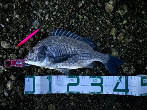 チヌの釣果