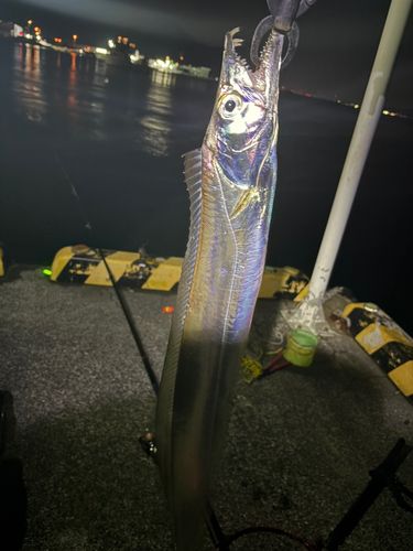 タチウオの釣果