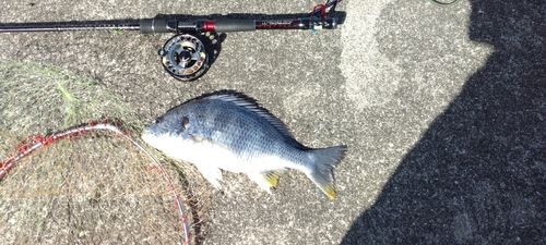 キビレの釣果