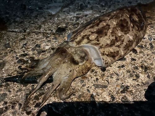 モンゴウイカの釣果