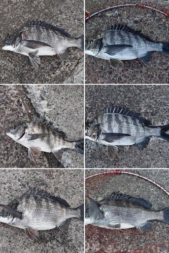 クロダイの釣果