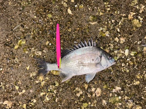 チヌの釣果