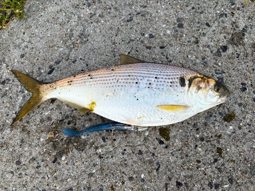 コノシロの釣果