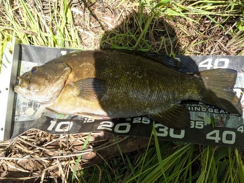 スモールマウスバスの釣果